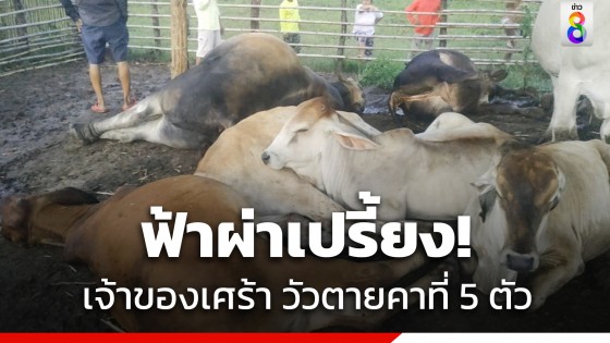 สลดฟ้าผ่าเปรี้ยง! เจ้าของเศร้า วัวตายคาที่ ถึง 5 ตัว