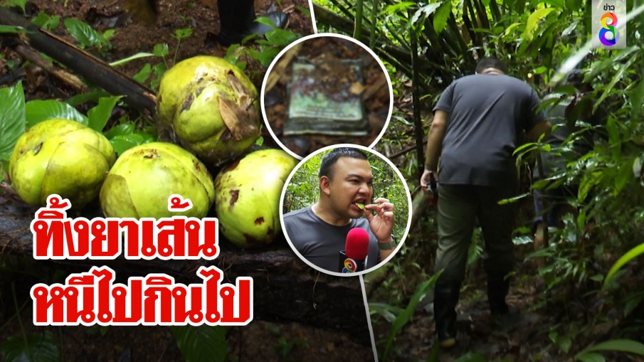 เจออีก! รอยเท้าและยาเส้น พรานพาลุยทางลับ แป้งถ้าหนีได้อิ่มแบบพุงกาง