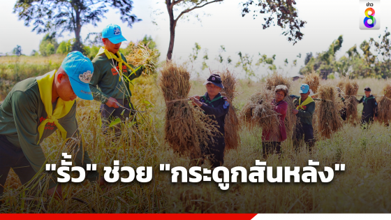 ทหารพรานลงแขกเกี่ยวข้าว ช่วยเหลือผู้พิการชายแดนสระแก้ว