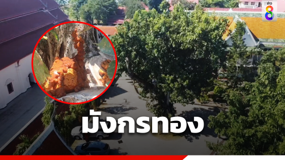 ก้อนปริศนาบนต้นโพธิ์เก่าแก่...