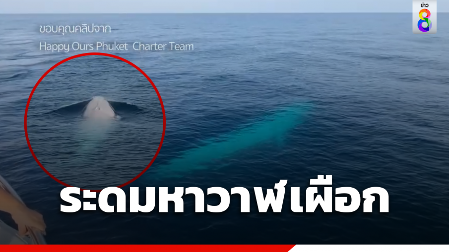 ระดมค้นหา "วาฬเผือก" อาจเป็นตัวเดียวในโลก