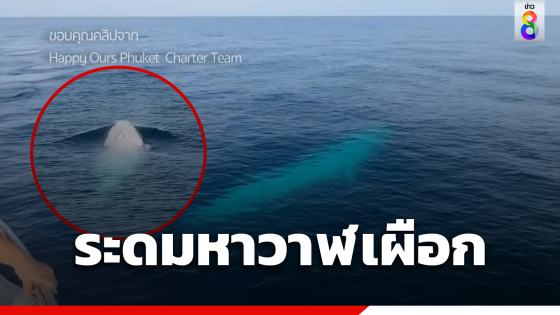 ระดมค้นหา "วาฬเผือก" อาจเป็นตัวเดียวในโลก