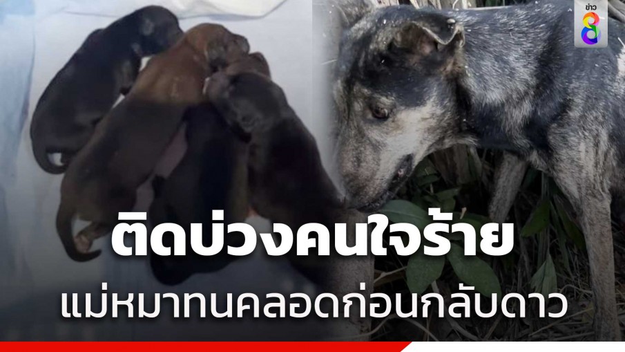 หดหู่ แม่หมาท้องแก่ถูกเชือกรัดทนคลอดก่อนกลับดาว