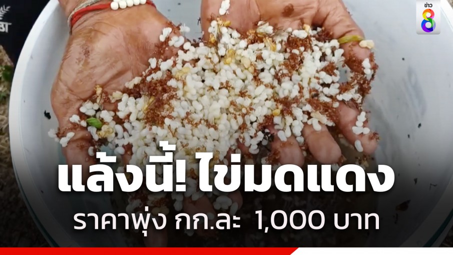 ชาวบ้านออกหาไข่มดแดงเป็นรายได้เสริมช่วงหน้าแล้ง ราคาพุ่ง กก.ละ  1,000 บาท