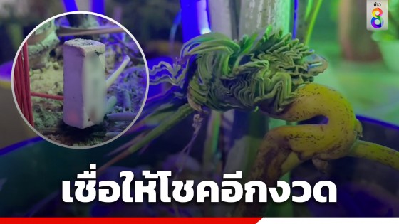 ชาวบ้านแห่ขอเลขเด็ด! ต้นหมากเตี้ย แตกหน่อคล้ายเศียรพญานาค...