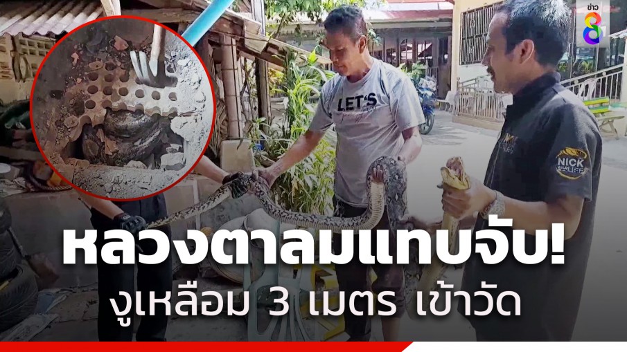 หลวงตาลมแทบจับ! เจองูเหลือมยาวกว่า 3 เมตร ซ่อนใต้เตาหุงข้าว คอหวยไม่พลาดตีเลข   