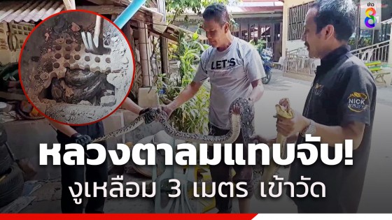 หลวงตาลมแทบจับ! เจองูเหลือมยาวกว่า 3 เมตร ซ่อนใต้เตาหุงข้าว คอหวยไม่พลาดตีเลข...