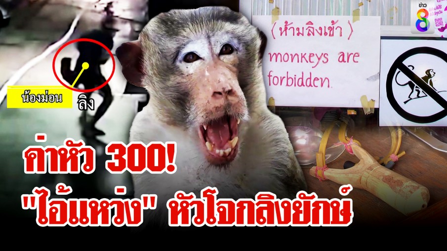 "ไอ้แหว่ง" ลิงขาใหญ่กร่างไม่เลิก รุมทำร้ายคนปล้นของกิน