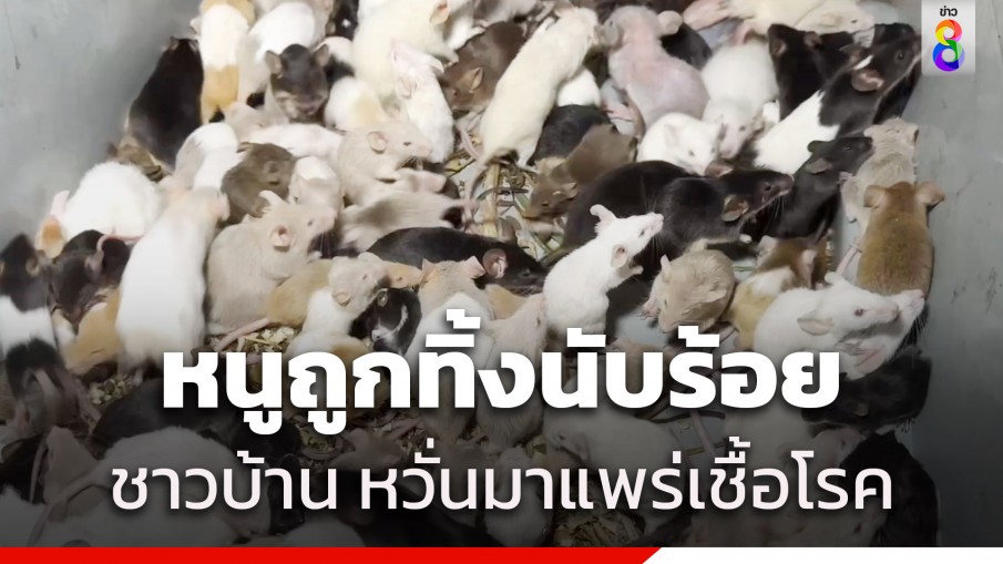 ชาวบ้านผวา! พบหนูนับร้อยถูกทิ้งหน้าบ้าน หวั่นมาแพร่เชื้อโรค