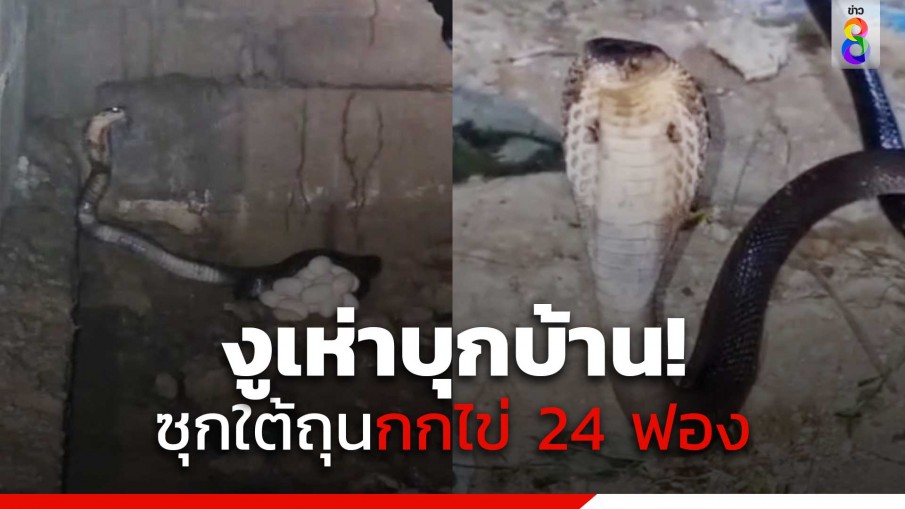 ผวาสงกรานต์! งูเห่าบุกบ้านซุกใต้ถุนกกไข่ 24 ฟอง 