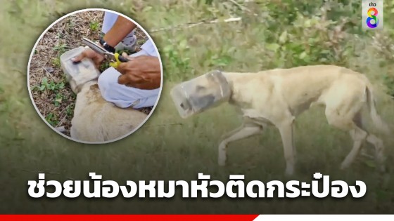 น่าเวทนา! น้องหมาหัวติดกระป๋องพลาสติกใส 7 วัน เจ้าหน้าที่รุดช่วยเเล้ว