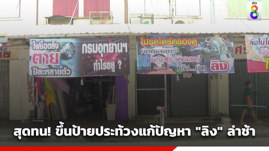 ชาวลพบุรี สุดทน! ขึ้นป้ายประท้วง กรมอุทยานฯ ไม่แก้ปัญหา "ลิง"