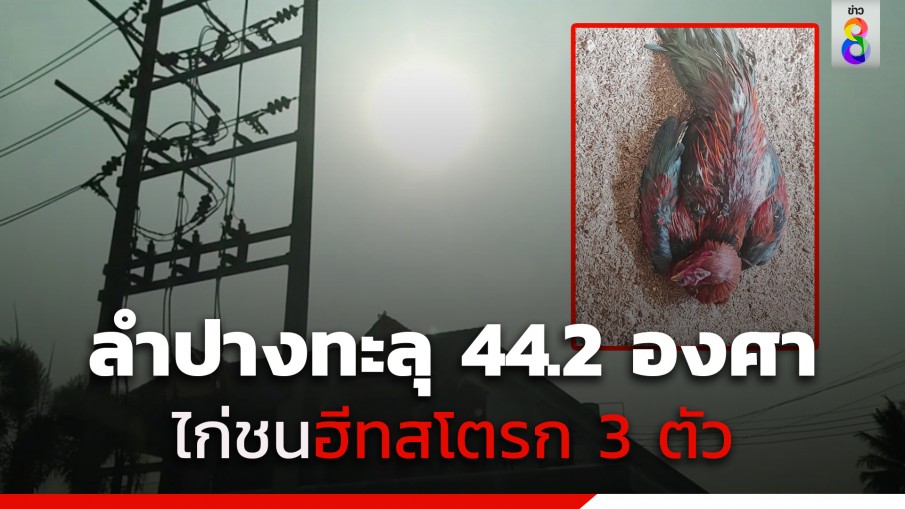 ลำปางร้อนจัด ทะลุ 44.2 องศา ทำไก่ชนตัวท็อป ฮีทสโตรกถึง 3 ตัว