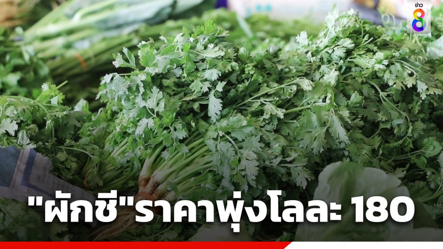 อากาศร้อนผลผลิตน้อยลงทำ "ผักชี" ราคาพุ่งกิโลกรัมละ 180 บาท