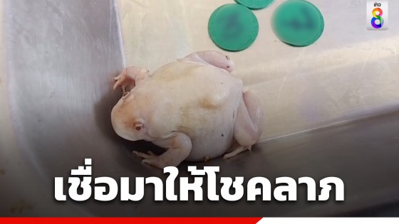 ฮือฮา! ชาวบ้านพบ "อึ่งเผือก" ตาแดงก่ำ เชื่อมาให้โชคลาภ...