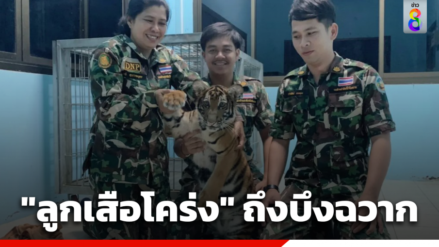 กรมอุทยานฯ นำ "ลูกเสือโคร่ง" ตรวจยึดส่งดูแลที่สวนสัตว์บึงฉวาก...