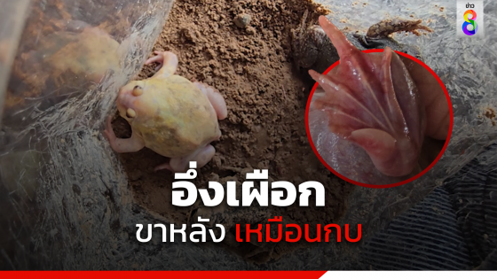 ชาวบ้านฮือฮา จับอึ่งเผือก ขาหลังเหมือนกบ