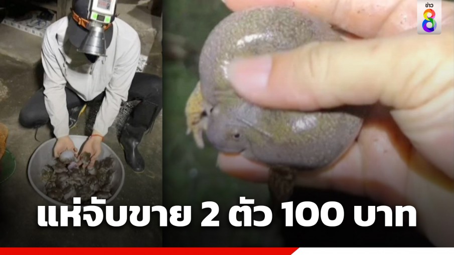 พะเยาฝนตก! ชาวบ้านแห่จับอึ่งไข่ขายคู่ 100 บาท สร้างรายได้งาม