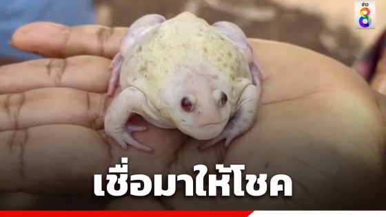 ชาวบ้านออกหาอึ่งอ่าง พบ "อึ่งเผือกสีทอง" เชื่อมาให้โชคแห่ขอเลขเด็ด