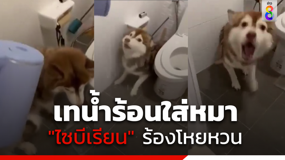 เทน้ำร้อนใส่หมา "ไซบีเรียน" ร้องโหยหวนดิ้นทรมาน