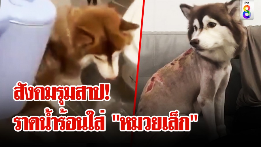 เปิดใจสาวโหด! ราดน้ำร้อนใส่ "ไซบีเรียน" ตั้งท้อง เสียงร้องโหยหวนทรมานใจทาสหมา