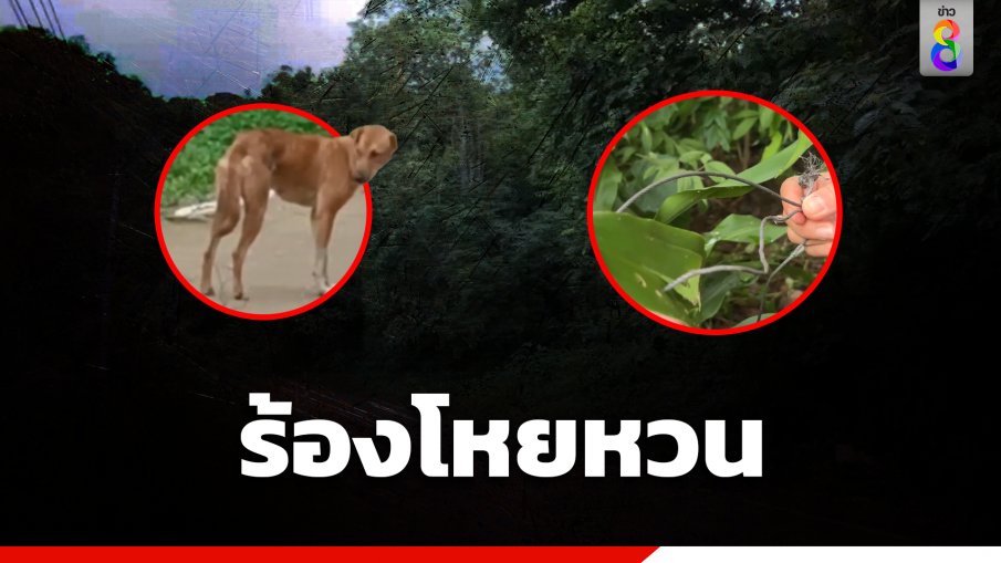เสียงโหยหวนในป่า ชาวบ้านทนไม่ไหว พบสุนัขถูกเชือกรัด