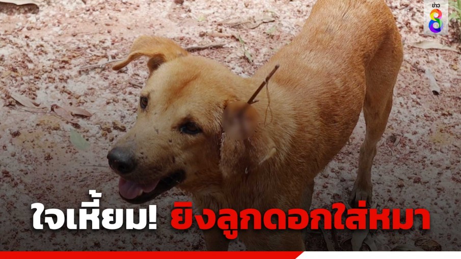 สะเทือนใจคนรักสัตว์! คนใจอำมหิตยิงลูกดอกปักหัวหมา 