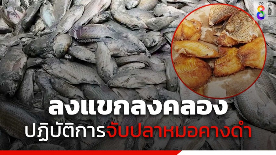 ปฏิบัติการ"ลงแขกลงคลอง" ครั้งที่ 2 จับปลาหมอคางดำ นำมาแปรรูป