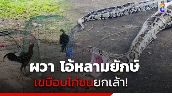 เจ้าของไก่ถึงกับผวา​ เจอไอ้หลามยักษ์ เขมือบไก่ชนยกเล้า!
