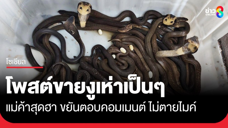 สุดฮา! แม่ค้าโพสต์ขายงูเห่าตัวเป็นๆ เจอลูกค้าถามเป็นหมื่น แต่ก็ตอบกลับทุกคอมเมนต์แบบไม่ตายไมค์