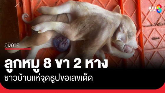 ลูกหมูประหลาด 8 ขา 2 หาง ชาวบ้านแห่ขอเลขเด็ด