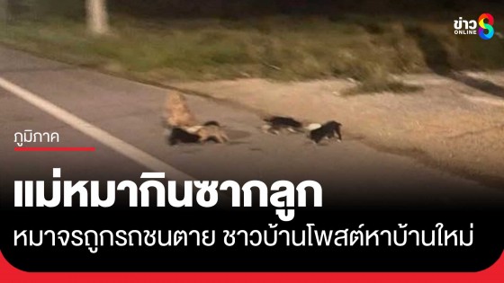 สุดเวทนา! แม่หมาแทะซากลูกที่ถูกรถชนกิน