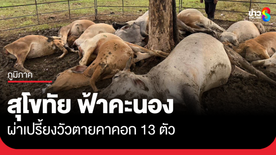 สุโขทัย ฟ้าผ่าวัวตายทันที 13 ตัว