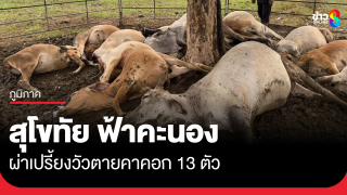 สุโขทัย ฟ้าผ่าวัวตายทันที 13 ตัว