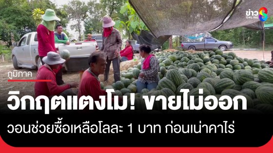 วิกฤตแตงโม! เหลือโลละ 1 บาท ขายไม่ออกกว่า 100 ตัน วอนช่วยซื้อก่อนเน่าคาไร่