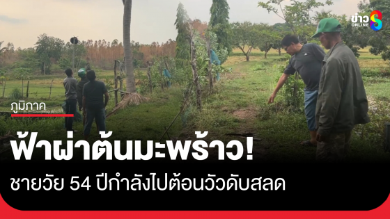ฟ้าผ่าต้นมะพร้าว ชายวัย 54 ปีเสียชีวิตทันที ขณะกำลังไปต้อนวัวเข้าคอก