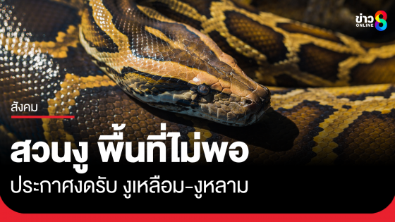 แน่นแล้ว! "สวนงู สถานเสาวภา" ประกาศของดรับบริจาค "งูเหลือม-งูหลาม" 