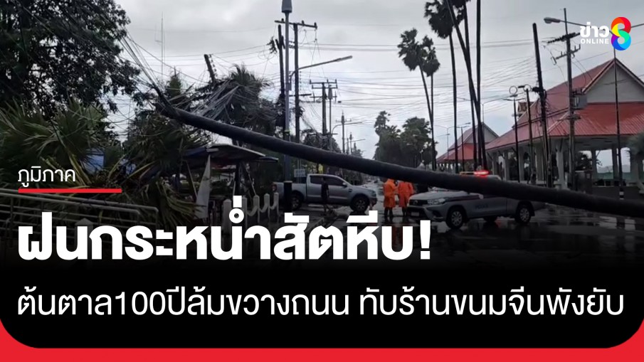 ฝนถล่มสัตหีบ! ต้นตาลอายุ 100 ปีล้มขวางถนน-ทับร้านขนมจีนแม่ค้าหนีรอดหวุดหวิด
