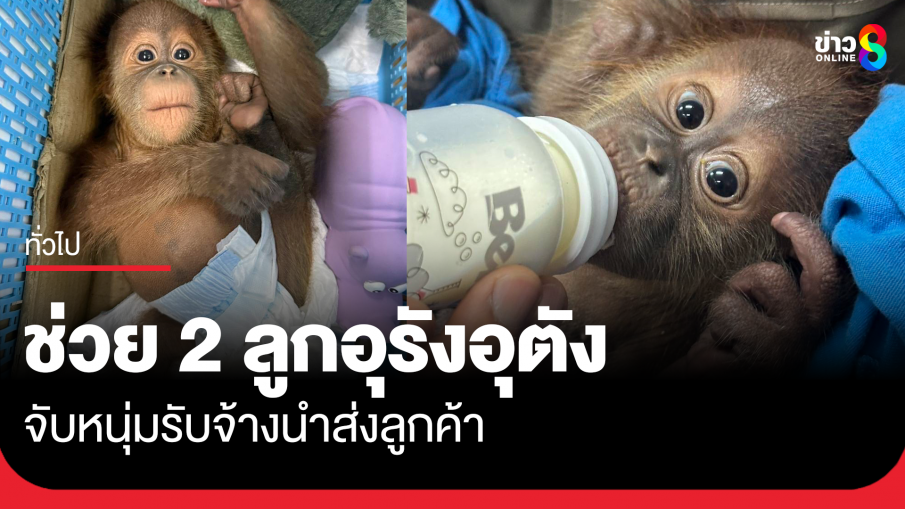 ช่วยลูกอุรังอุตัง 2 ตัว จับหนุ่มนำมาส่งลูกค้า