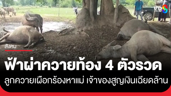 สลด ฟ้าผ่าควายตั้งท้อง 4 ตัวรวด ลูกควายเผือกร้องเรียกหาแม่ไม่ห่าง เจ้าของเศร้าสูญเงินเฉียดล้าน