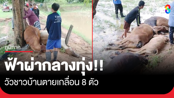 เศร้า! ฟ้าผ่ากลางทุ่ง วัวชาวบ้าน ตาย 8 ตัว