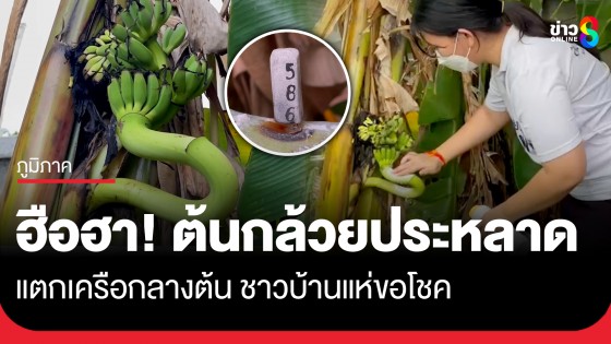 ฮือฮา! แห่ขอโชคต้นกล้วยประหลาด แตกเครือกลางลำต้นชี้ฟ้า คล้ายเศียรพญานาค 