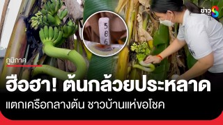 ฮือฮา! แห่ขอโชคต้นกล้วยประหลาด แตกเครือกลางลำต้นชี้ฟ้า คล้ายเศียรพญานาค 