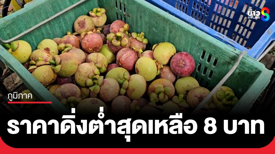 ชาวสวนเมืองคอนโอด มังคุดราคาดิ่งต่ำสุดรุนแรง เหลือกิโลละ 8 บาท  จี้ "รัฐบาล" ช่วยเหลือด่วน