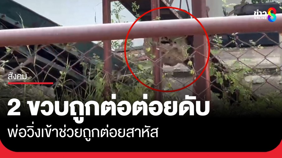 สลด! หนูน้อย 2 ขวบ ถูกต่อหัวเสือรุมต่อยเสียชีวิต พอวิ่งเข้าช่วยถูกต่อยสาหัส 
