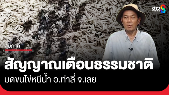 สัญญาณเตือนธรรมชาติ มดขนไข่หนีน้ำ อ.ท่าลี่