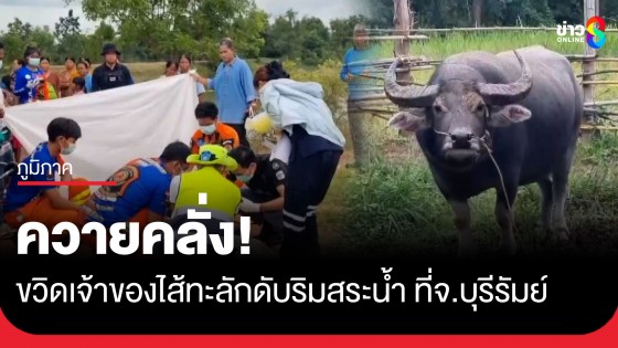 ควายคลั่ง! ขวิดเจ้าของไส้ทะลักดับริมสระน้ำ ญาติผวาประกาศขายทันที