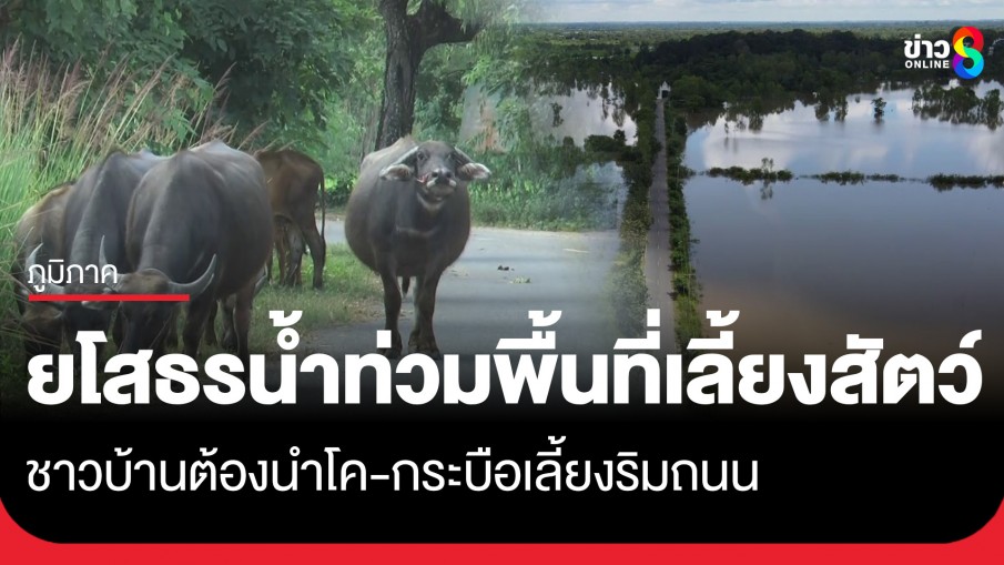 ยโสธรอ่วม! น้ำท่วมพื้นที่เลี้ยงสัตว์ ต้องนำโค-กระบือไปเลี้ยงริมถนนหมู่บ้าน-บริเวณวัด