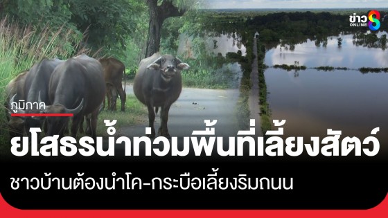 ยโสธรอ่วม! น้ำท่วมพื้นที่เลี้ยงสัตว์ ต้องนำโค-กระบือไปเลี้ยงริมถนนหมู่บ้าน-บริเวณวัด