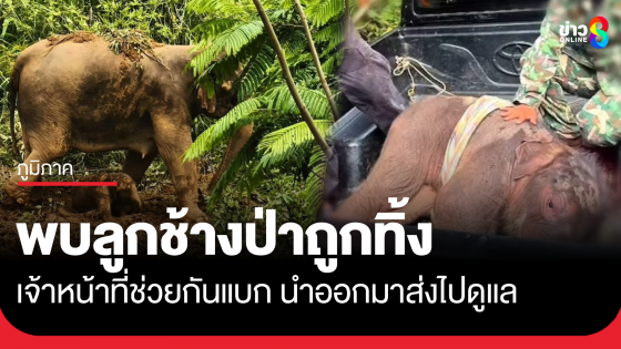 พบลูกช้างป่าเพิ่งคลอดถูกแม่ทิ้ง เจ้าหน้าที่ช่วยแบกออกมาดูแล